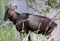  State Animal - Nilgiri Tahr (Nilgiritragus hylocri